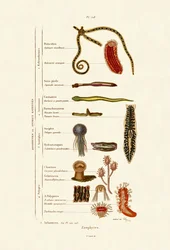 Zoophytes